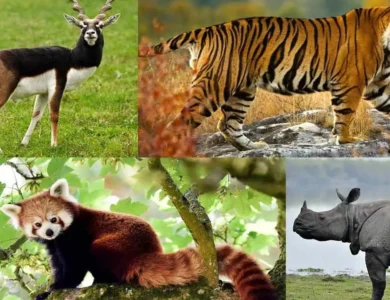 India Launches World's First Checklist Of All Its Fauna