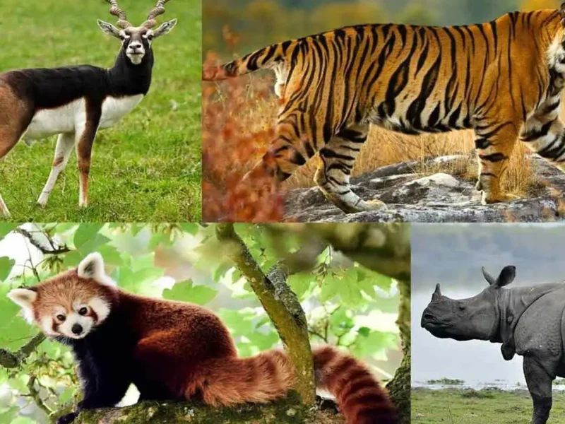 India Launches World's First Checklist Of All Its Fauna