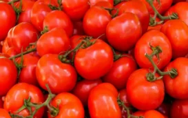 Interesting Tomato Trivia