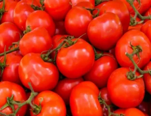 Interesting Tomato Trivia