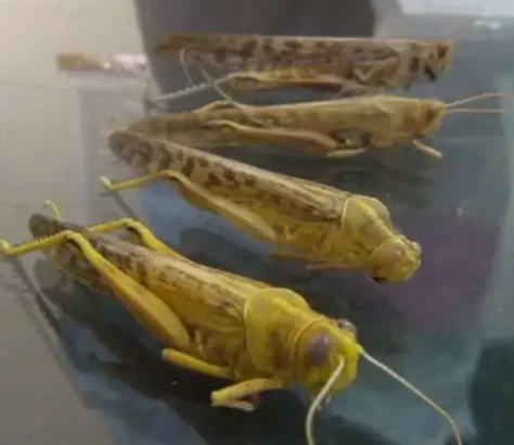 Singapore-Approves-Edible-Insects-Amid-Food-Security-Push.webp