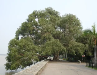Uttar Pradesh To Nurture 948 'Heritage' Trees