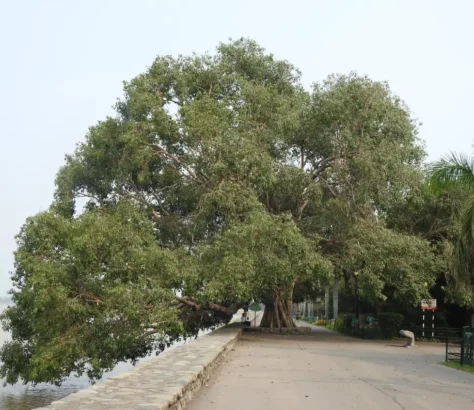 Uttar Pradesh To Nurture 948 'Heritage' Trees