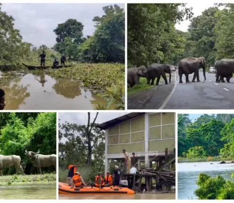 Wild Animals At Kaziranga Bear The Brunt Of Floods