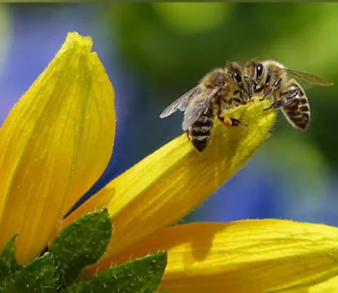Air Pollution Makes It Difficult For Bees To Find Flowers