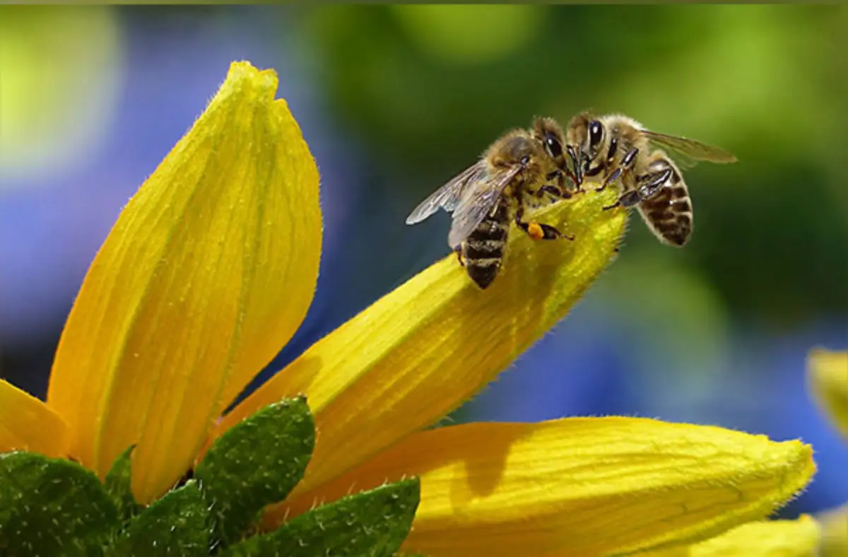 Air Pollution Makes It Difficult For Bees To Find Flowers