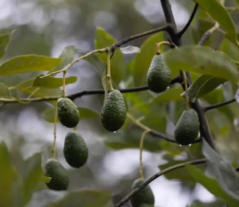 Avocado Goldrush: US Appetite Adding To Deforestation Disaster