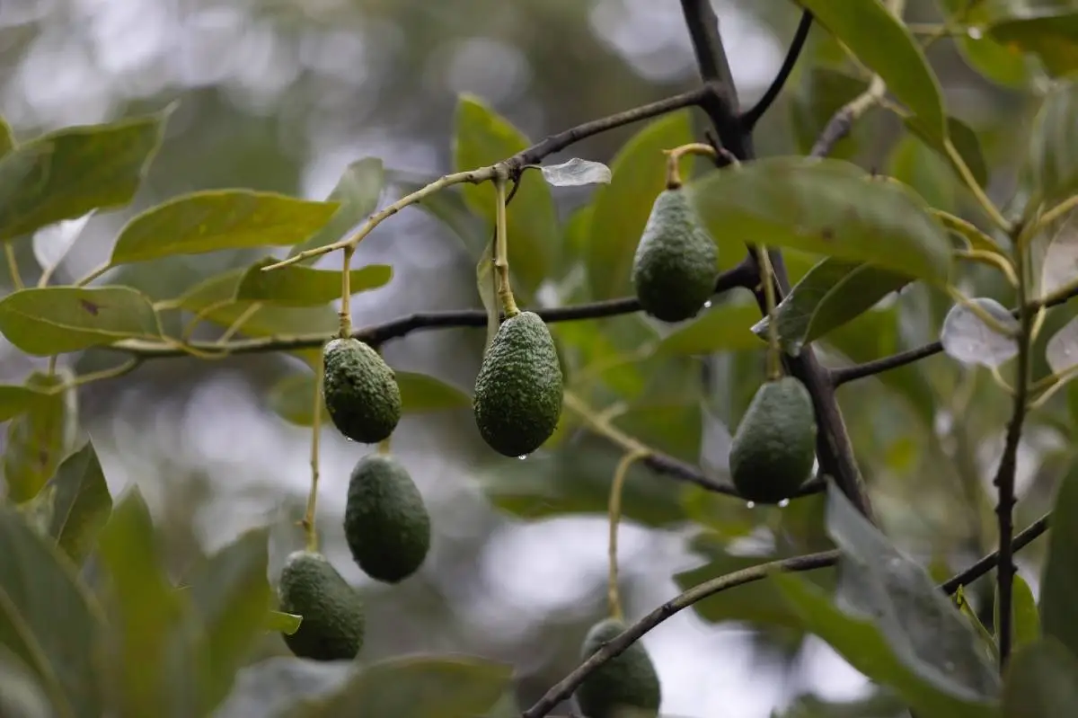 Avocado Goldrush: US Appetite Adding To Deforestation Disaster