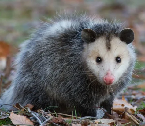 SARS-Cov-2 Being Transmitted To Wildlife In US