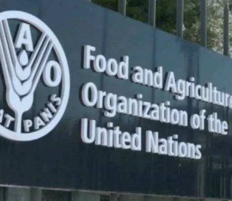 World Food Prices Declined Modestly In July: FAO