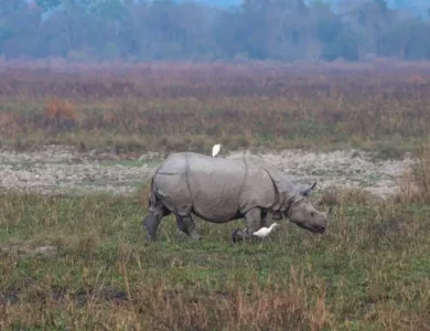 Kaziranga Leads In Rhino Conservation