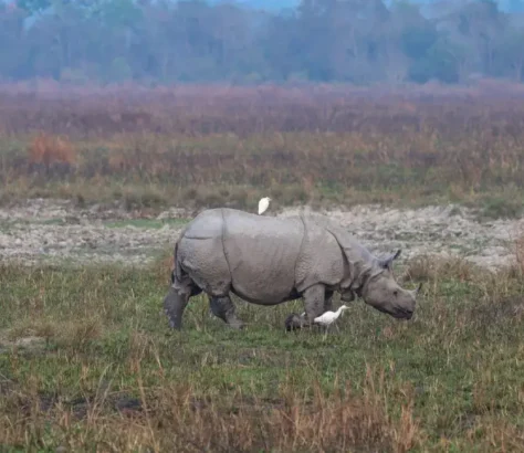 Kaziranga Leads In Rhino Conservation