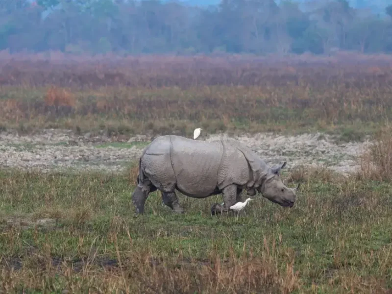 Kaziranga Leads In Rhino Conservation