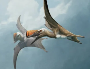 Cousins Of Dinosaurs: Ancient Flying Reptiles