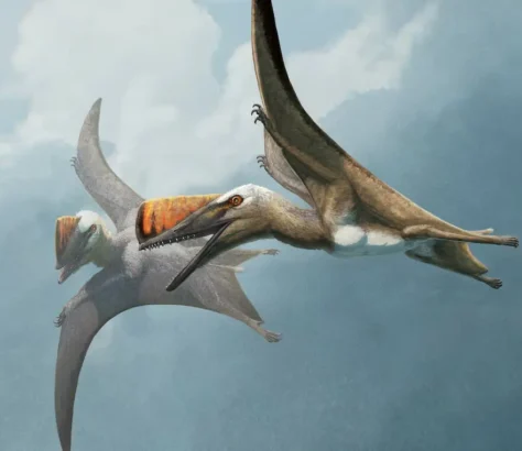 Cousins Of Dinosaurs: Ancient Flying Reptiles