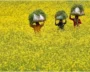 Indian-Farmers-Shift-From-Rapeseed-To-Other-Crops-As-Temps-Soar.webp