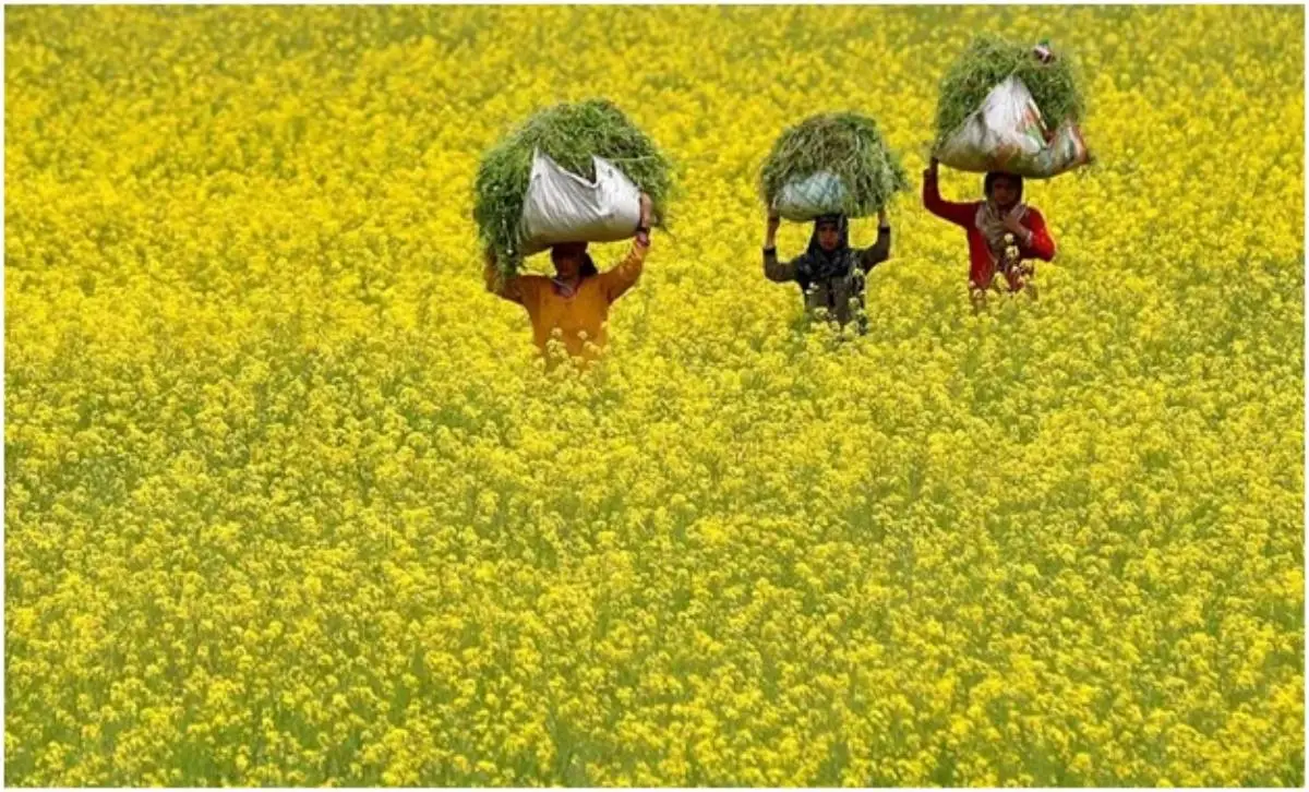 Indian-Farmers-Shift-From-Rapeseed-To-Other-Crops-As-Temps-Soar.webp