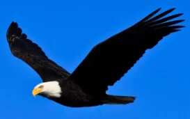 Biden Signs Off: Bald Eagle Is Finally, Officially America's Bird