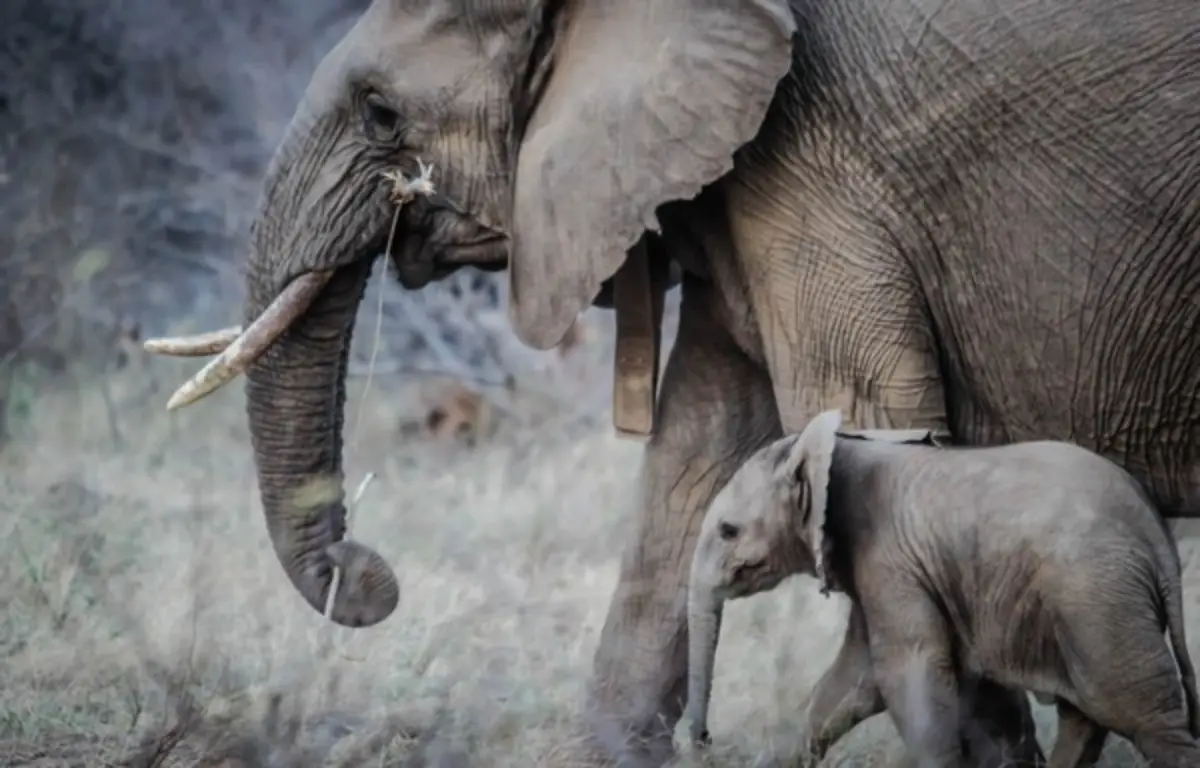 India Installs First AI-Powered System For Tracking Elephants In Wild