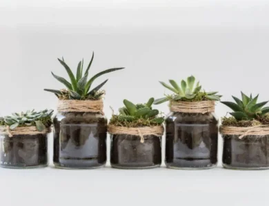 Keep Your Plants Healthy During Winter