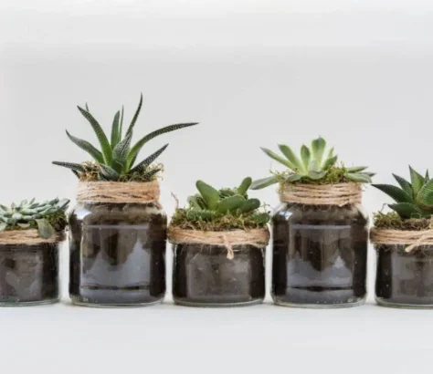 Keep Your Plants Healthy During Winter