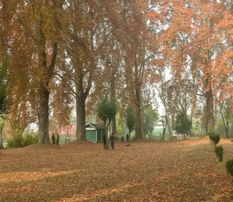 Chinar Trees: Kashmir’s Ecological Heritage Begins Getting Protection