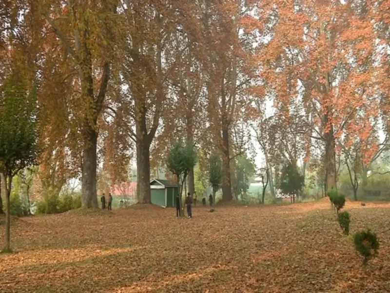 Chinar Trees: Kashmir’s Ecological Heritage Begins Getting Protection