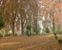 Chinar Trees: Kashmir’s Ecological Heritage Begins Getting Protection