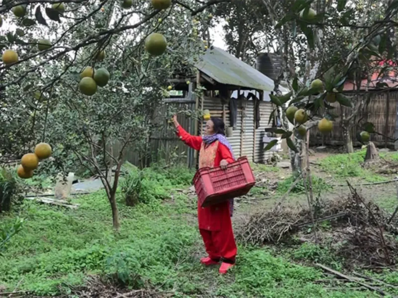 Climate Change Turns Nepal's Sweet-Orange Business Sour