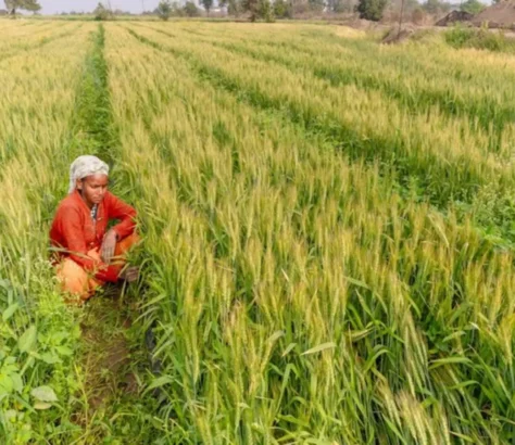 Google-Partnering-In-Indian-Farms-To-Offset-Carbon-Emissions.webp
