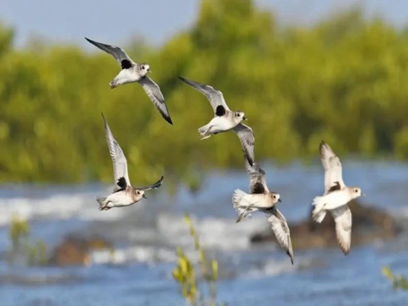 India’s First Coastal Bird Census In Jamnagar