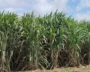 Californias-Boomitra-Partners-With-EID-Parry-For-Sustainable-Sugarcane-Farming-In-India.webp