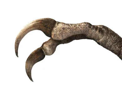 Fossil Reveals A New Two-Clawed Dinosaur Species