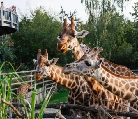 The Landscape-Altering Power Of Animals