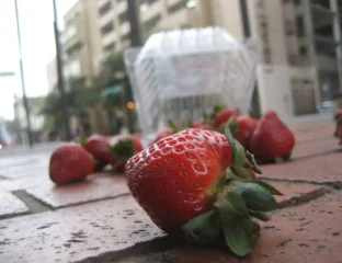 5-Second Rule Crushed In Bacteria-Packed Experiment