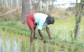 California’s Boomitra Leads First Soil Carbon Credit Issuance From Small Farms In India