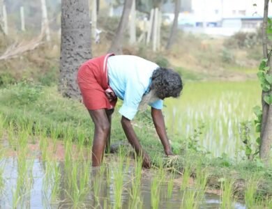California’s Boomitra Leads First Soil Carbon Credit Issuance From Small Farms In India