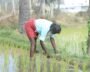 California’s Boomitra Leads First Soil Carbon Credit Issuance From Small Farms In India