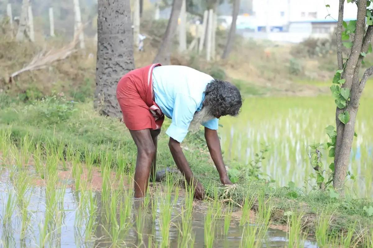 California’s Boomitra Leads First Soil Carbon Credit Issuance From Small Farms In India