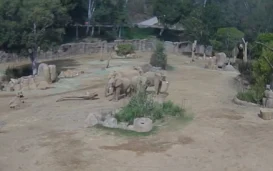 Elephant Embrace: Herd Huddles To Protect Young During San Diego Quake