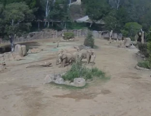 Elephant Embrace: Herd Huddles To Protect Young During San Diego Quake