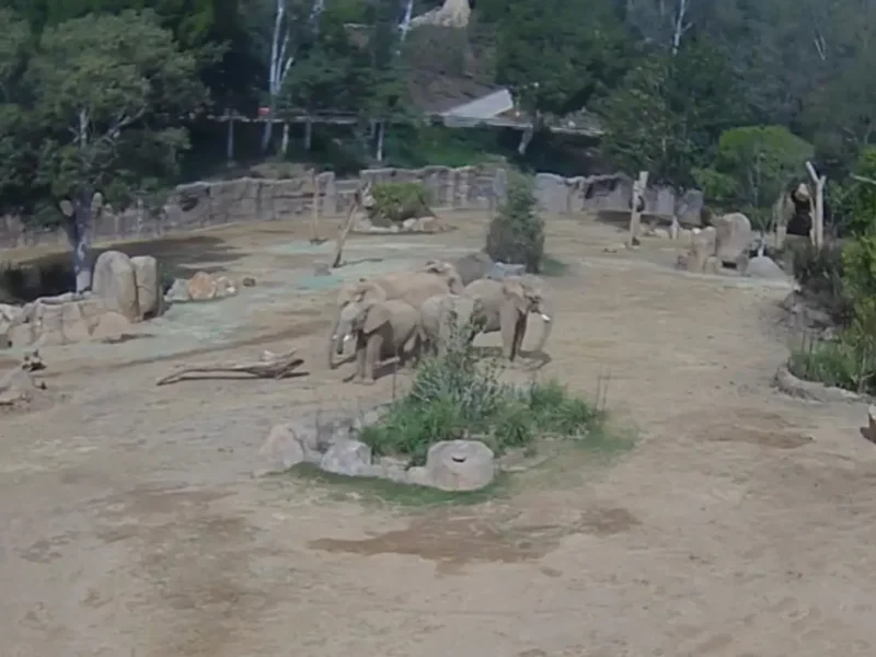 Elephant Embrace: Herd Huddles To Protect Young During San Diego Quake