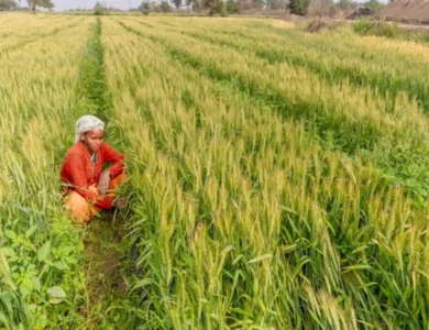 Indias-Bumper-Crop-Year-Wheat-And-Rice-Reserves-Break-Records.webp