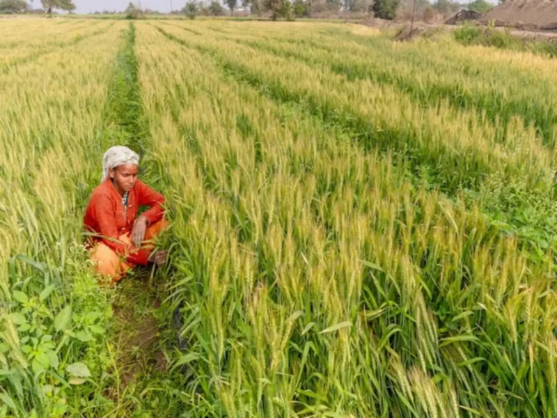 Indias-Bumper-Crop-Year-Wheat-And-Rice-Reserves-Break-Records.webp