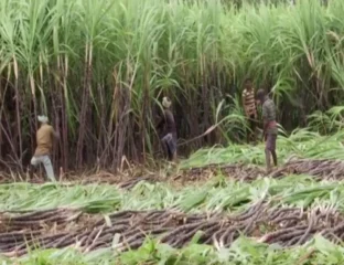Jute Vs Plastic - India’s Sugar Industry Clashes With Government