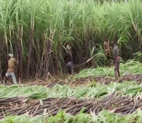 Jute Vs Plastic - India’s Sugar Industry Clashes With Government