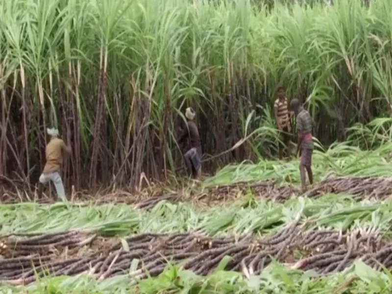 Jute Vs Plastic - India’s Sugar Industry Clashes With Government