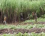 Jute Vs Plastic - India’s Sugar Industry Clashes With Government