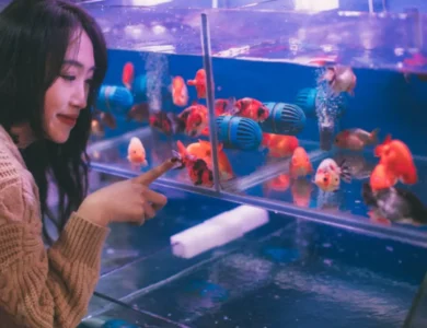 Monitor Your Home Aquarium As The Season Changes