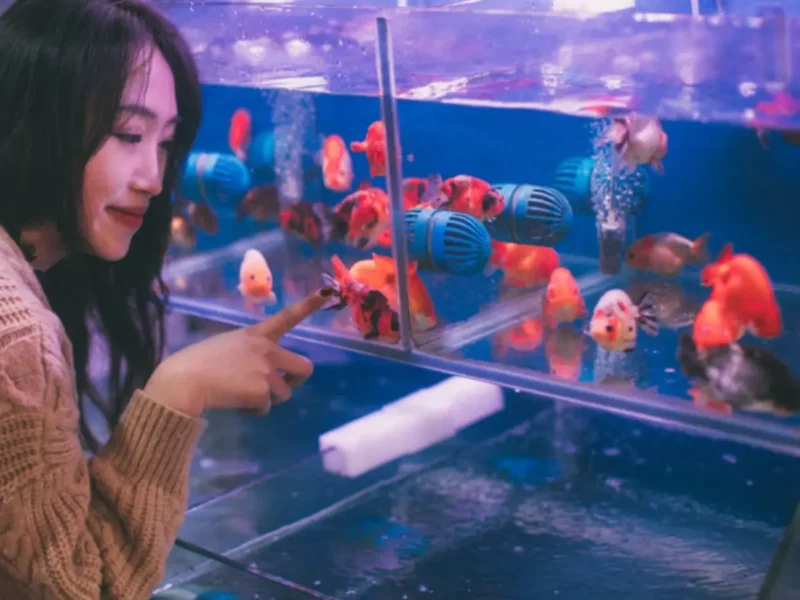 Monitor Your Home Aquarium As The Season Changes